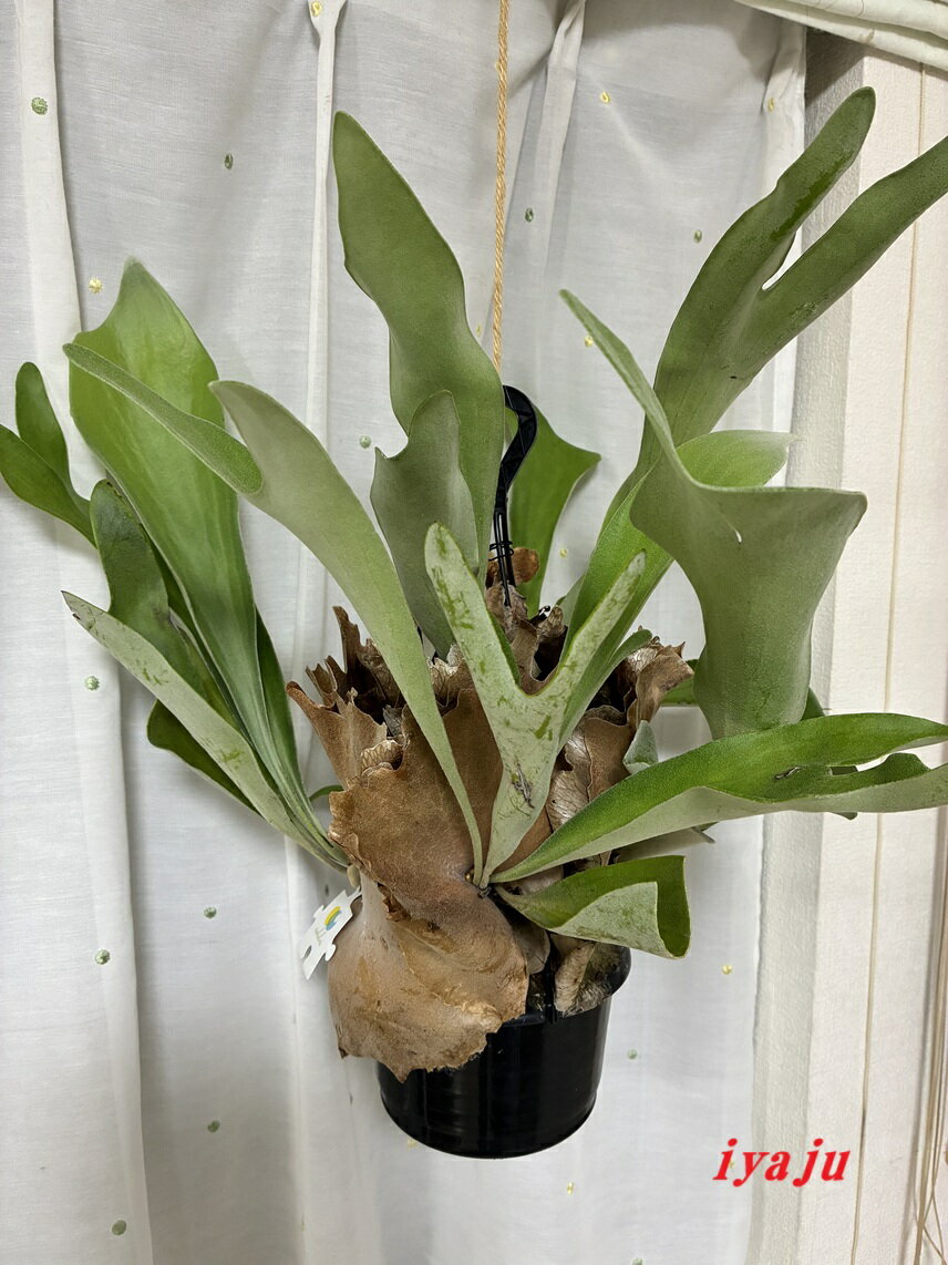 コウモリラン　ビカクシダ　6号 （1009）　インテリア　観葉植物　新築祝い　開店祝い　ギフト　リゾートグリーン　ドライガーデン