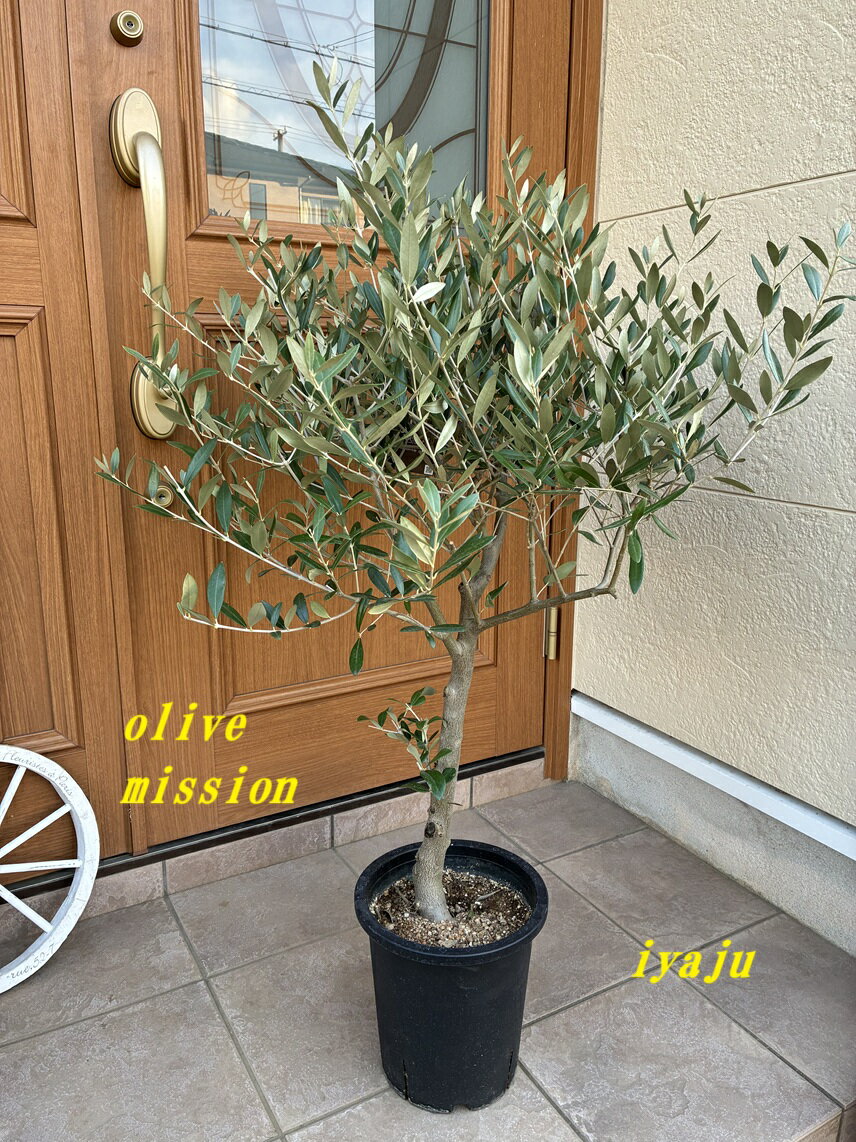 オリーブ 鉢植え 8号（1103:ミッション）中型 　創樹ブランド　シンボルツリー　オシャレな観葉植物　新築祝い　開店祝い　開業祝い　ギフト　耐寒性有り