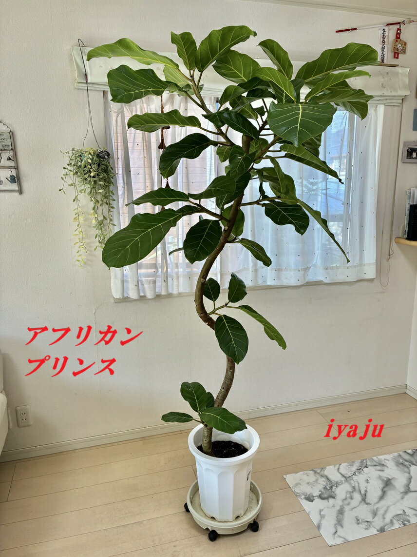 アフリカンプリンス　10号 沖縄県産　インテリア　観葉植物　新築祝い　開店祝い　夏ギフト　リゾートグリーン　お洒落　トロピカル