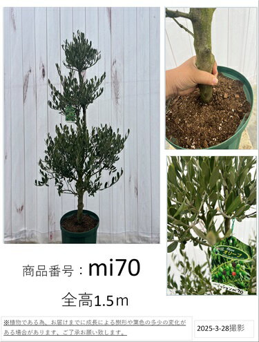 楽天市場】オリーブ souju ミッションの通販 楽天市場】オリーブ souju ミッションの通販