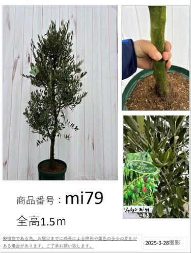 楽天市場】オリーブ ミッション(観葉植物|花・観葉植物):花 楽天市場】オリーブ ミッション(観葉植物|花・観葉植物):花