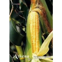 【中古】「未使用品」アテナ Vol.17 野菜の風景