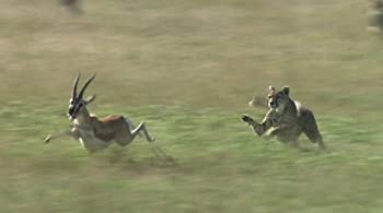 【中古】ワイルドライフ アフリカ大サバンナ 草食獣対肉食獣 生と死の攻防 [DVD]