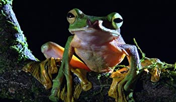 【中古】「非常に良い」ワイルドライフ ブルーレイBOX V [Blu-ray]