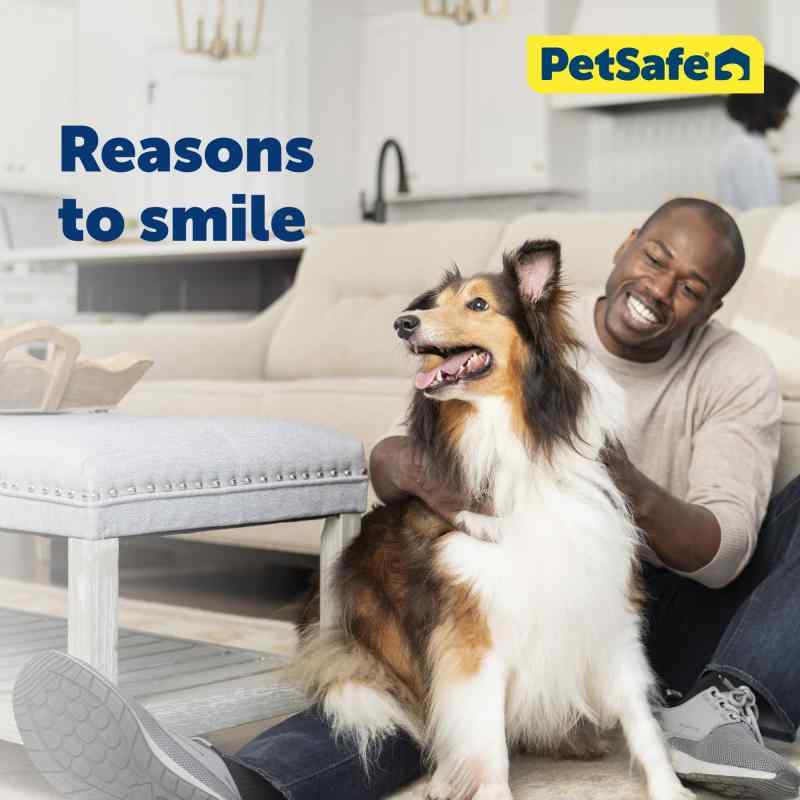 シオカゼ商店のPetSafe（ペットセーフ）犬用首輪 プレミアカラー ロイヤルブルー Lサイズ（幅2.5cm）｜アングル2
