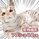 【翌日発送】ぬいぐるみ アメリカンショートヘア アメショ 猫 ネコ ねこ 大きい 特大 大 ビッグ そっくり リアル 40cm 動物 子供大人対応 お祝い ハロ...