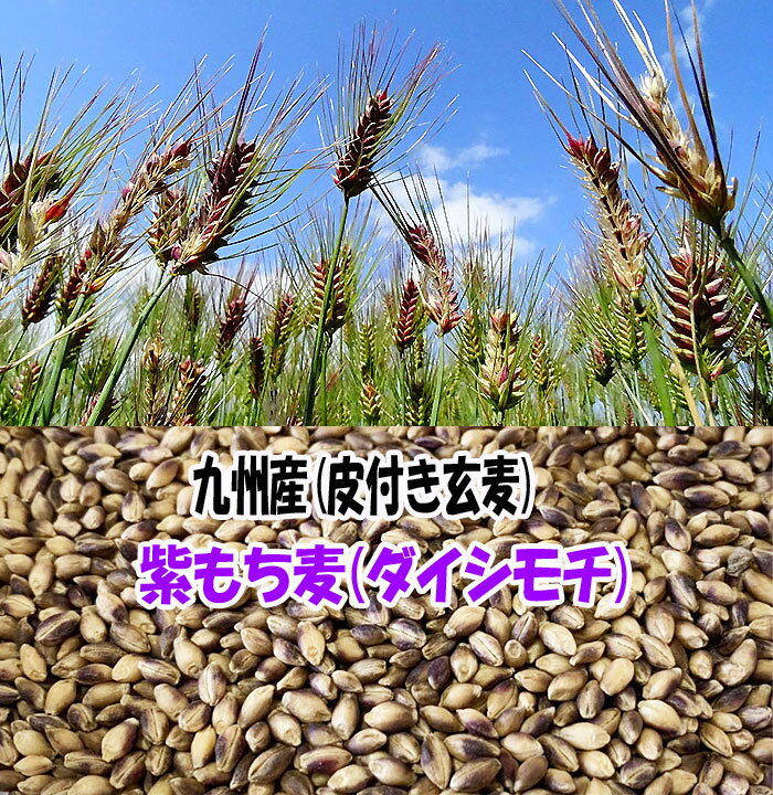 無農薬 もち麦 1Kg 紫もち麦 有機栽