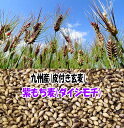 国産もち麦 2023年産 紫もち麦 令和5年 玄麦 麦ごはん ヘルシー 美味しい 雑穀 大麦 10Kg(1Kgx10個) まとめ買い 割安 送料無料 モチ麦 むらさきもち麦 九州産 ダイシモチ 無農薬 有機 人気 おすすめ 話題 コレステロール低減 血糖値低下 低カロリー 内臓脂肪減少 睡眠改善 その1