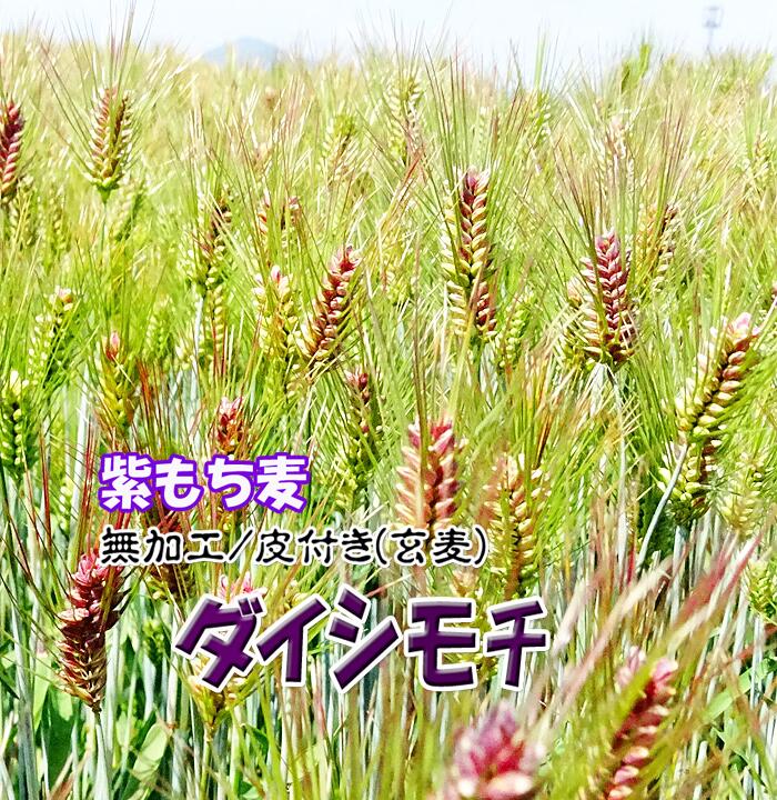 NEW 紫もち麦 5Kg (1Kgx5) もちむぎ 令和5年産 2023年産 無農薬 もち麦ごはん ヘルシー 健康食 旬 美味しい 国産 九州産 雑穀米 モチ麦..