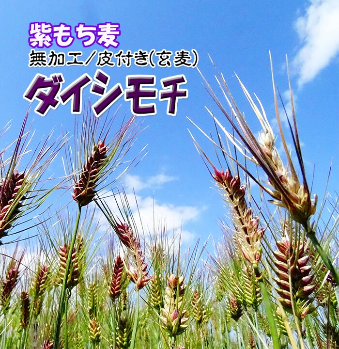 無農薬 もち麦 1Kg 紫もち麦 有機栽培 1キロ 令和4年産 無加工 玄麦 皮付き 栄養豊富 人気 おすすめ ギフト 特産品 定期便 大麦 小袋 送料無料 モチ麦 むらさきもち麦 残留農薬ゼロ 九州産 ダイシモチ 2022年産 麦ごはん 内臓脂肪減少 糖尿病予防 便秘改善 体質改善 快眠