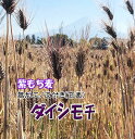 無農薬 もちむぎ 令和5年 もち麦 3Kg (1Kgx3) 皮付き 2023年 もち麦ごはん 紫もち麦 国産 送料無料 自然食品 大麦 麦めし モチ麦 特別栽培 残留農薬ゼロ むらさき麦 九州産 ダイシモチ 無加工 特産品 人気 コレステロール低減 血糖値低下 メタボ対策 便秘改善 快眠効果