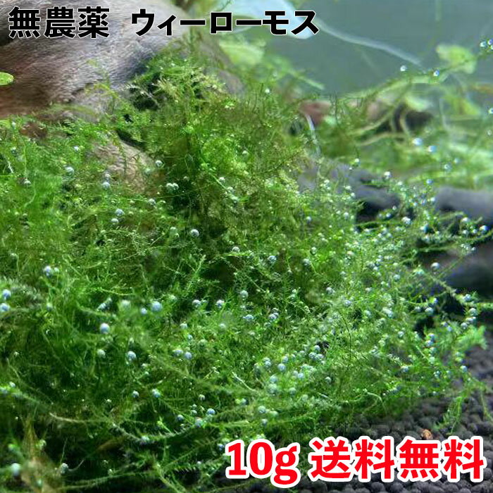 ウィローモス ウイローモス 水草 無農薬 約10g エビ シュリンプ メダカ 金魚 藻 川魚 初心者 ...