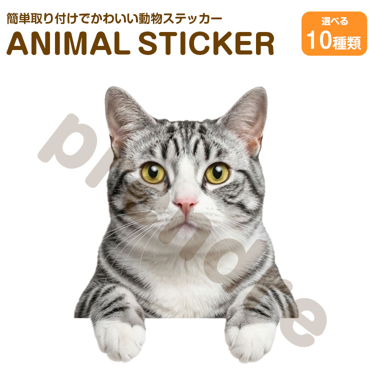 Rakuten - 猫 ステッカー サバ白 覗き込む猫 かわいい 動物 アニマル シール カーステッカー ドレスアップ 車 バイク カー用品 傷隠し