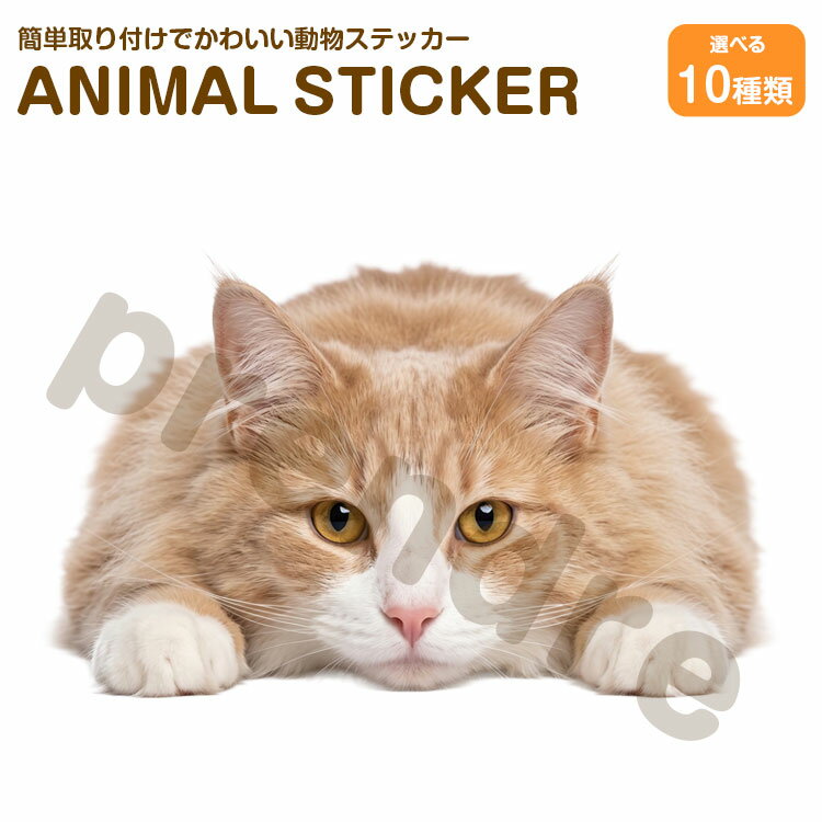 Rakuten - 猫 ステッカー ノルウェージャン 伏せる猫 かわいい 動物 アニマル シール カーステッカー ドレスアップ 車 バイク カー用品 傷隠し