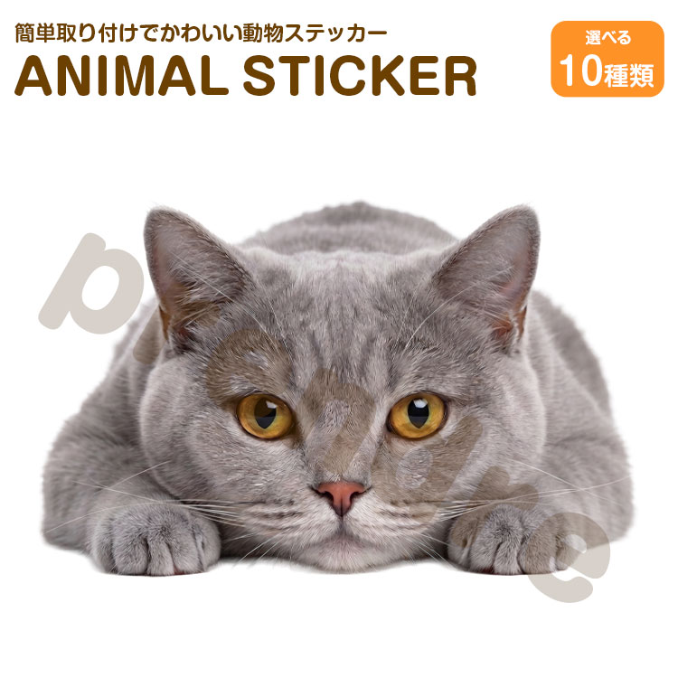 Rakuten - 猫 ステッカー ブリティッシュ・ショートヘア 伏せる猫 かわいい 動物 アニマル シール カーステッカー ドレスアップ 車 バイク カー用品 傷隠し