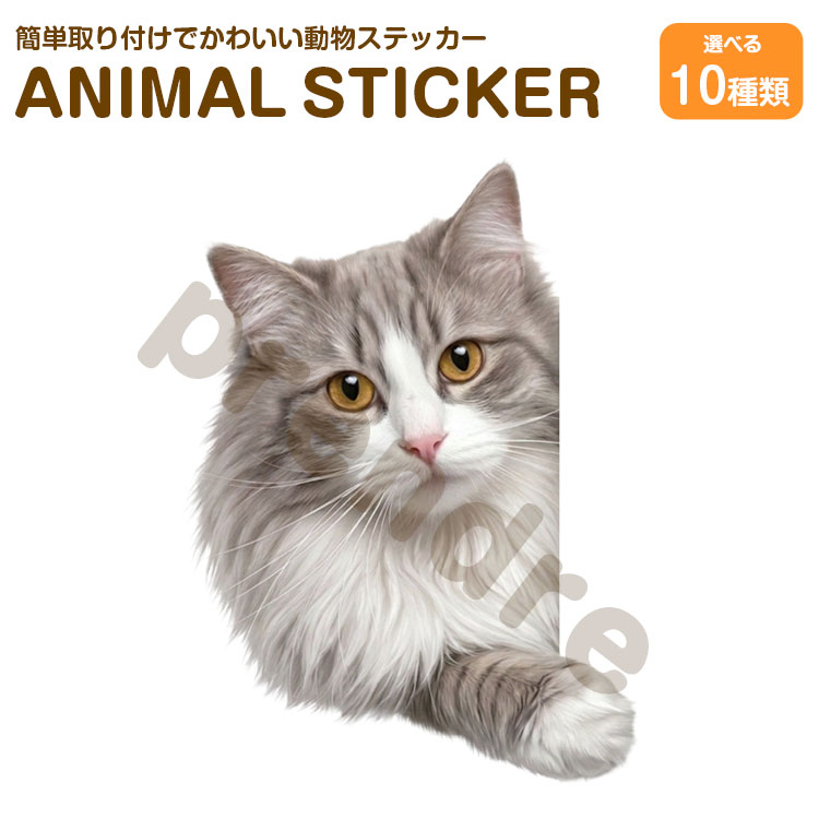 Rakuten - 猫 ステッカー ラガマフィン 覗き込む猫 かわいい 動物 アニマル シール カーステッカー ドレスアップ 車 バイク カー用品 傷隠し