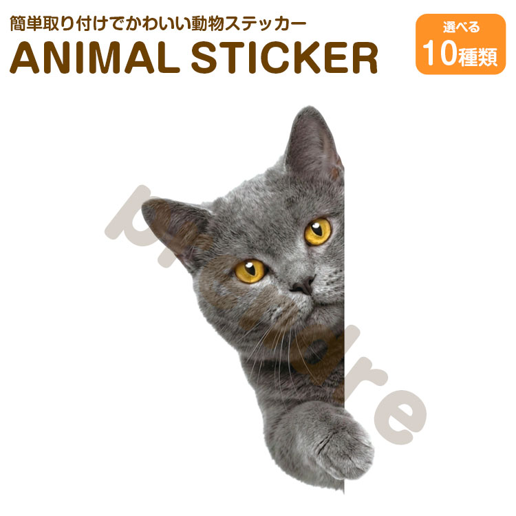 Rakuten - 猫 ステッカー ブリティッシュ 覗き込む猫 かわいい 動物 アニマル シール カーステッカー ドレスアップ 車 バイク カー用品 傷隠し