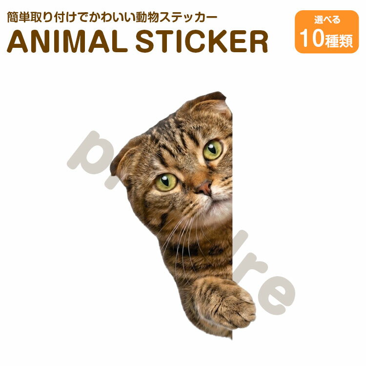 Rakuten - 猫 ステッカー スコティッシュ 覗き込む猫 かわいい 動物 アニマル シール カーステッカー ドレスアップ 車 バイク カー用品 傷隠し