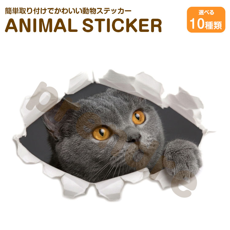 Rakuten - 猫 ステッカー ブリティッシュ・ショートヘア 穴から覗き見る猫 かわいい 動物 アニマル シール カーステッカー ドレスアップ 車 バイク カー用品 傷隠し