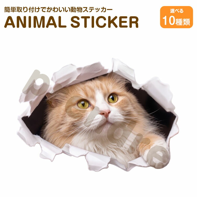 Rakuten - 猫 ステッカー ラグドール 穴から覗き見る猫 かわいい 動物 アニマル シール カーステッカー ドレスアップ 車 バイク カー用品 傷隠し