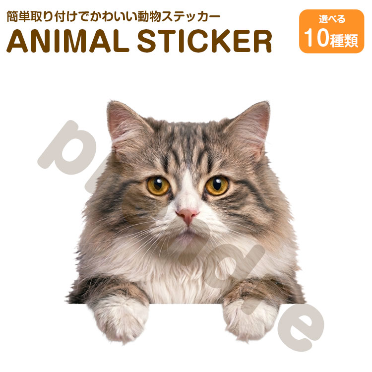 猫 ステッカー ミヌエット 覗き込む猫 かわいい 動物 アニマル シール カーステッカー ドレスアップ 車 バイク カー用品 傷隠し