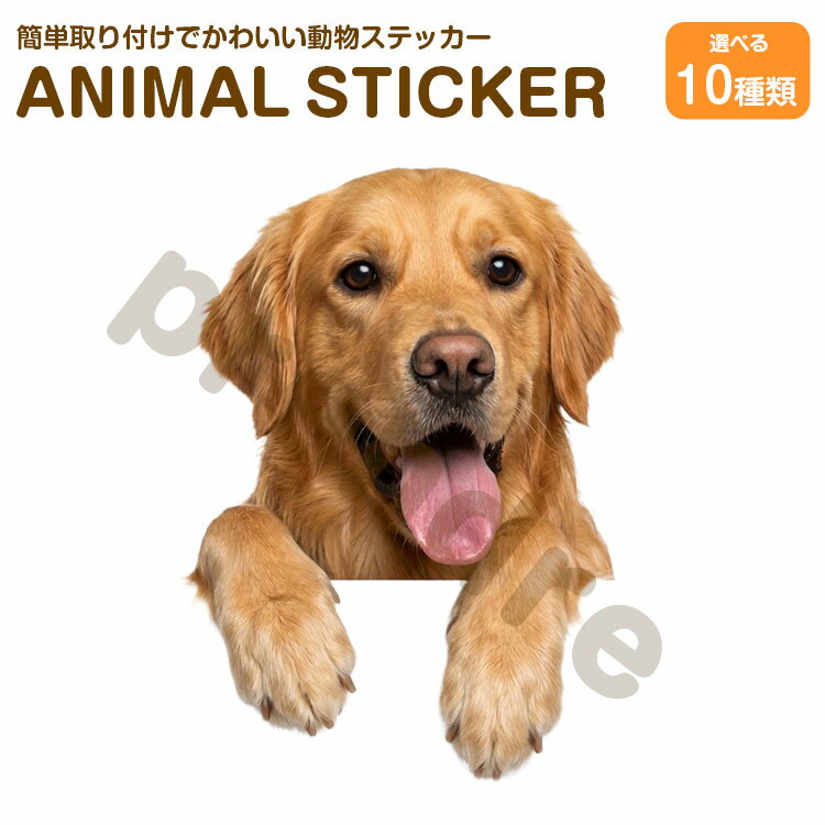 Rakuten - 犬 ステッカー ゴールデンレトリバー 覗き見る犬 かわいい 動物 アニマル シール カーステッカー ドレスアップ 車 バイク カー用品 傷隠し