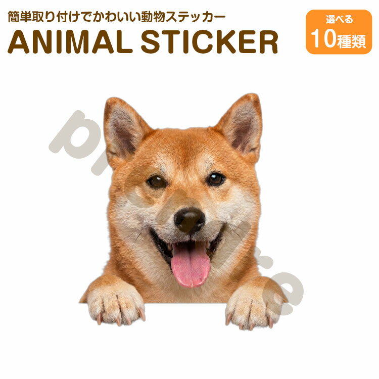 乐天商城 - 犬 ステッカー 柴犬 覗き見る犬 かわいい 動物 アニマル シール カーステッカー ドレスアップ 車 バイク カー用品 傷隠し