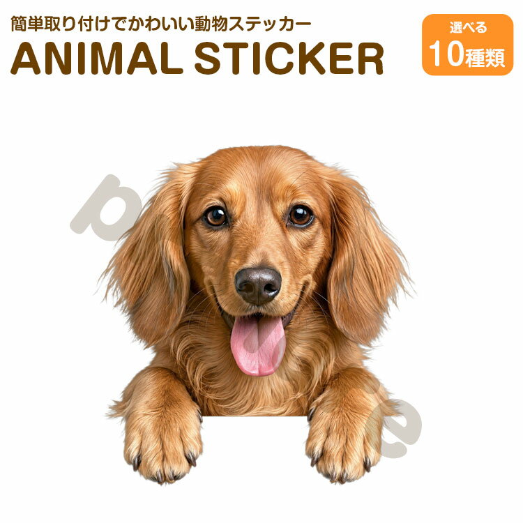 Rakuten - 犬 ステッカー ダックスフンド 覗き見る犬 かわいい 動物 アニマル シール カーステッカー ドレスアップ 車 バイク カー用品 傷隠し