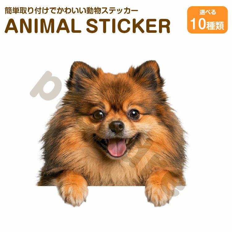 Rakuten - 犬 ステッカー 両面印刷 ポメラニアン 覗き見る犬 ガラス 装飾 シール かわいい 動物 アニマル シール カーステッカー ドレスアップ 車 バイク カー用品 傷隠し