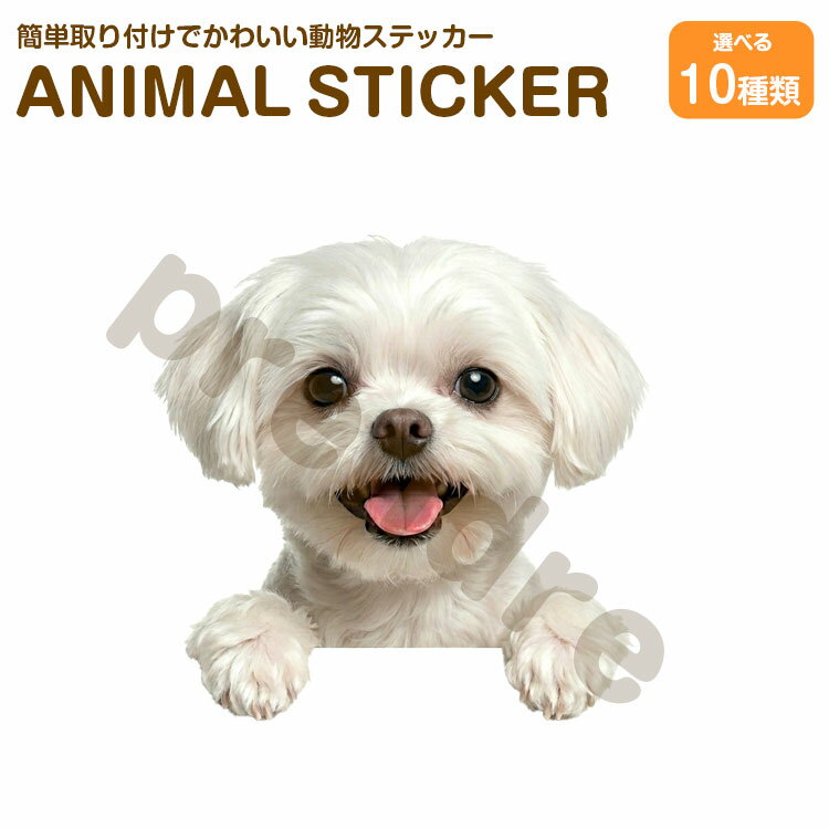 Rakuten - 犬 ステッカー マルチーズ 覗き見る犬 かわいい 動物 アニマル シール カーステッカー ドレスアップ 車 バイク カー用品 傷隠し