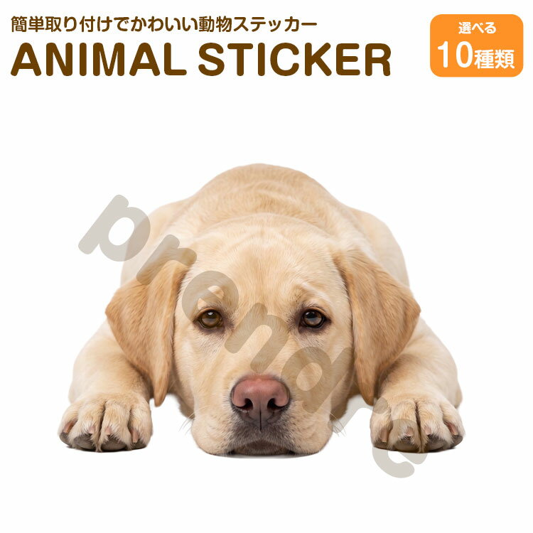 Rakuten - 犬 ステッカー ラブラドール 伏せる犬 かわいい 動物 アニマル シール カーステッカー ドレスアップ 車 バイク カー用品 傷隠し
