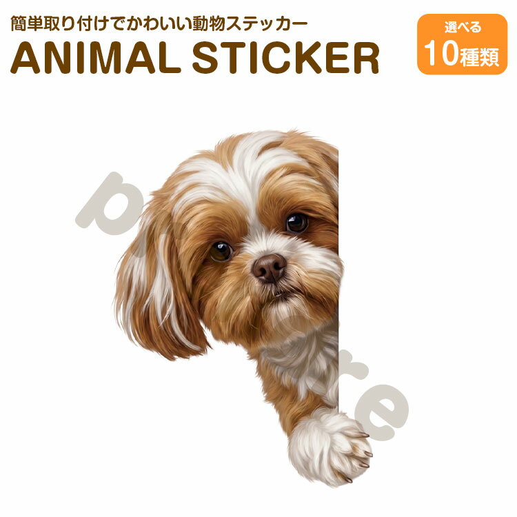 Rakuten - 犬 ステッカー シーズー 覗き込む犬 かわいい 動物 アニマル シール カーステッカー ドレスアップ 車 バイク カー用品 傷隠し