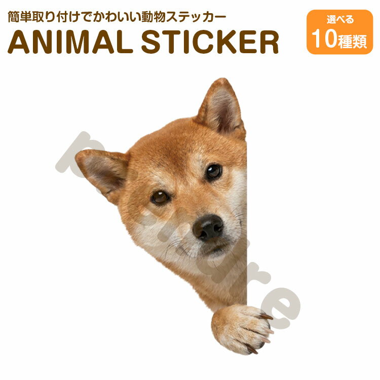 Rakuten - 犬 ステッカー 柴犬 覗き込む犬 かわいい 動物 アニマル シール カーステッカー ドレスアップ 車 バイク カー用品 傷隠し