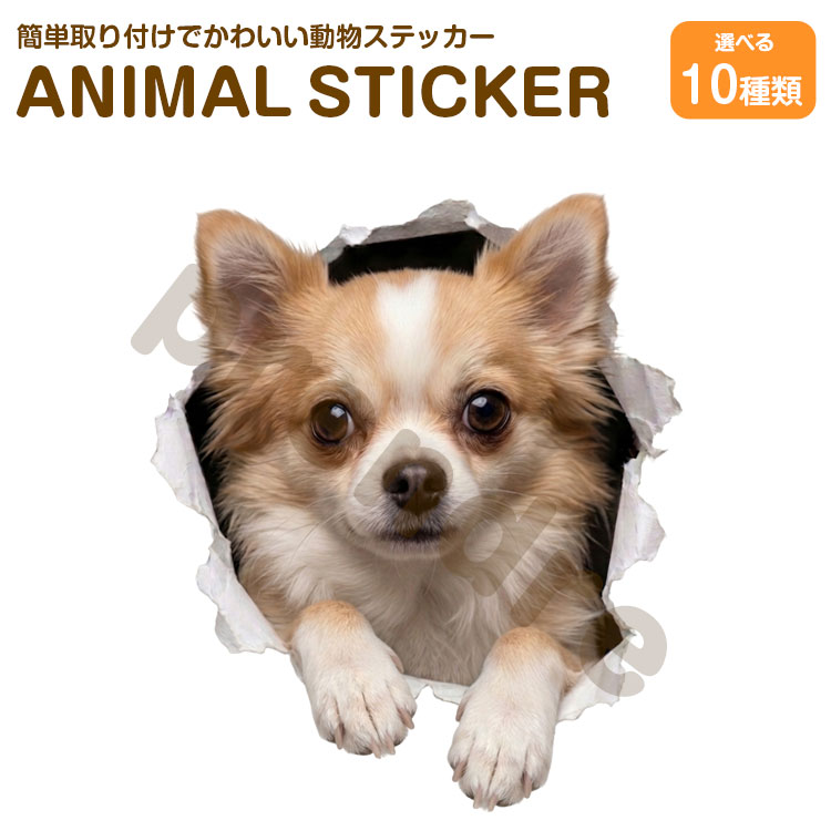 Rakuten - 犬 ステッカー チワワ 穴から飛び出る犬 かわいい 動物 アニマル シール カーステッカー ドレスアップ 車 バイク カー用品 傷隠し