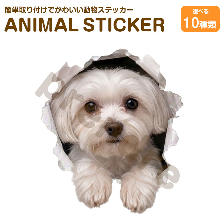 Rakuten - 犬 ステッカー マルチーズ 穴から飛び出る犬 かわいい 動物 アニマル シール カーステッカー ドレスアップ 車 バイク カー用品 傷隠し