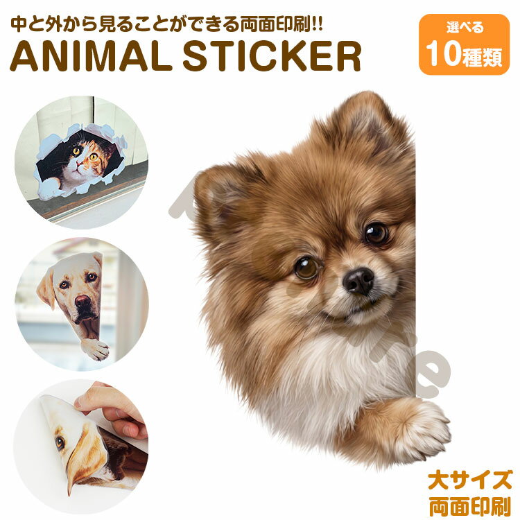 Rakuten - 犬 ステッカー 両面印刷 ポメラニアン 覗き込む犬 ガラス 装飾 シール かわいい 動物 アニマル シール カーステッカー ドレスアップ 車 バイク カー用品 傷隠し