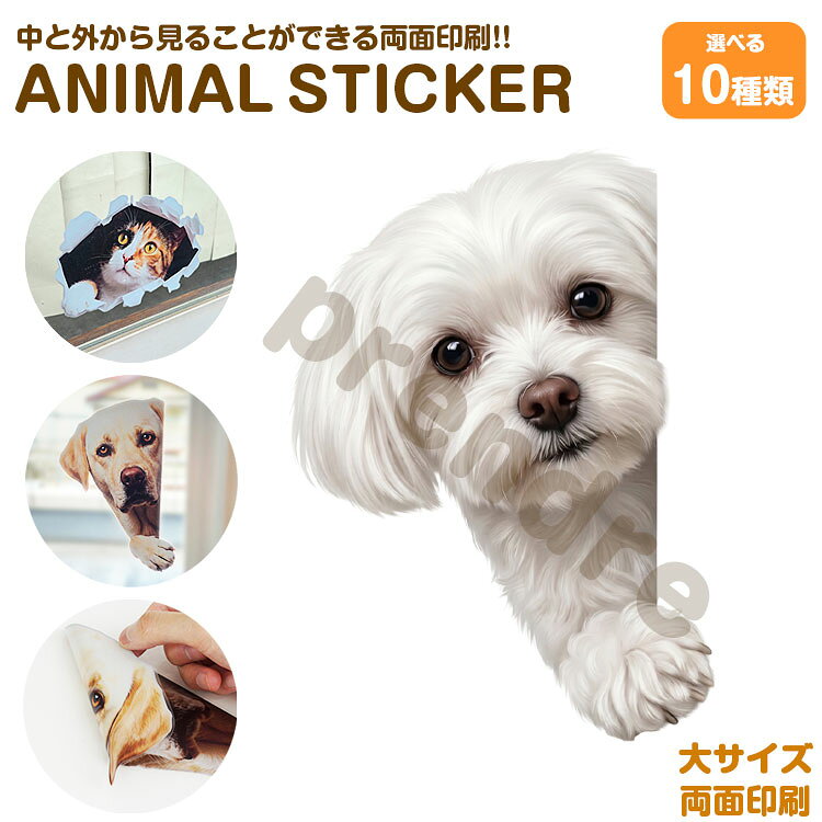 Rakuten - 犬 ステッカー 両面印刷 マルチーズ 覗き込む犬 ガラス 装飾 シール かわいい 動物 アニマル シール カーステッカー ドレスアップ 車 バイク カー用品 傷隠し
