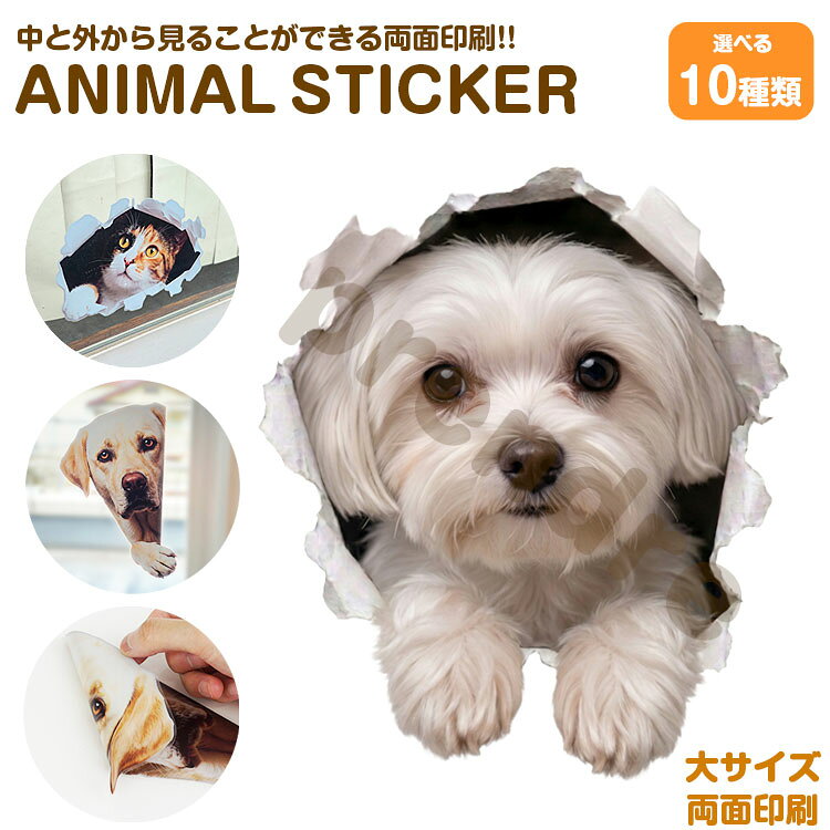 Rakuten - 犬 ステッカー 両面印刷 マルチーズ 穴から飛び出る犬 ガラス 装飾 シール かわいい 動物 アニマル シール カーステッカー ドレスアップ 車 バイク カー用品 傷隠し