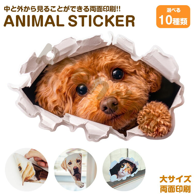 犬 ステッカー 両面印刷 プードル 穴から覗き見る犬 ガラス 装飾 シール かわいい 動物 アニマル シール カーステッカー ドレスアップ 車 バイク カー用品 傷隠し