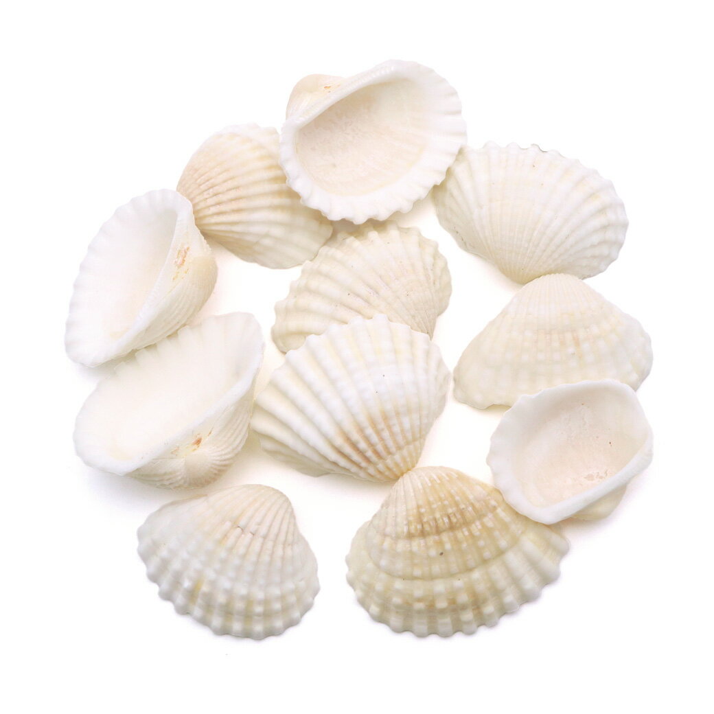 貝殻 パーツ レジン ハイガイ 30g Mサイズ 2-3cm前後 二枚貝 灰貝 シェル 材料 おうち時間 制作 ハンドメイド 工作 天然 ハイ貝 素材 クリスマス