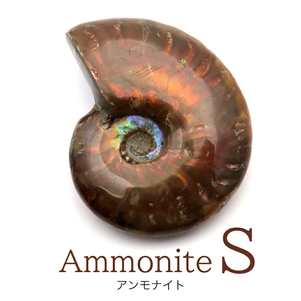 アンモナイト 化石 遊色効果 マダガスカル産 ポリッシュ Sサイズ 約3-4cm...