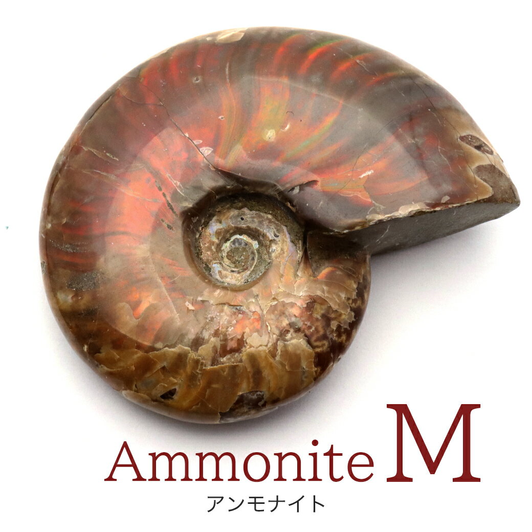 アンモナイト 化石 遊色効果 マダガスカル産 ポリッシュ Mサイズ 約5-6cm...