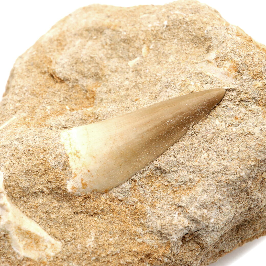 モササウルス 化石 牙 歯 骨 本物 モロッコ産 母岩付き 219g 1点もの 標本 海棲爬虫類 後期白亜紀 約7,000万年前 恐竜 風水 グッズ 占い