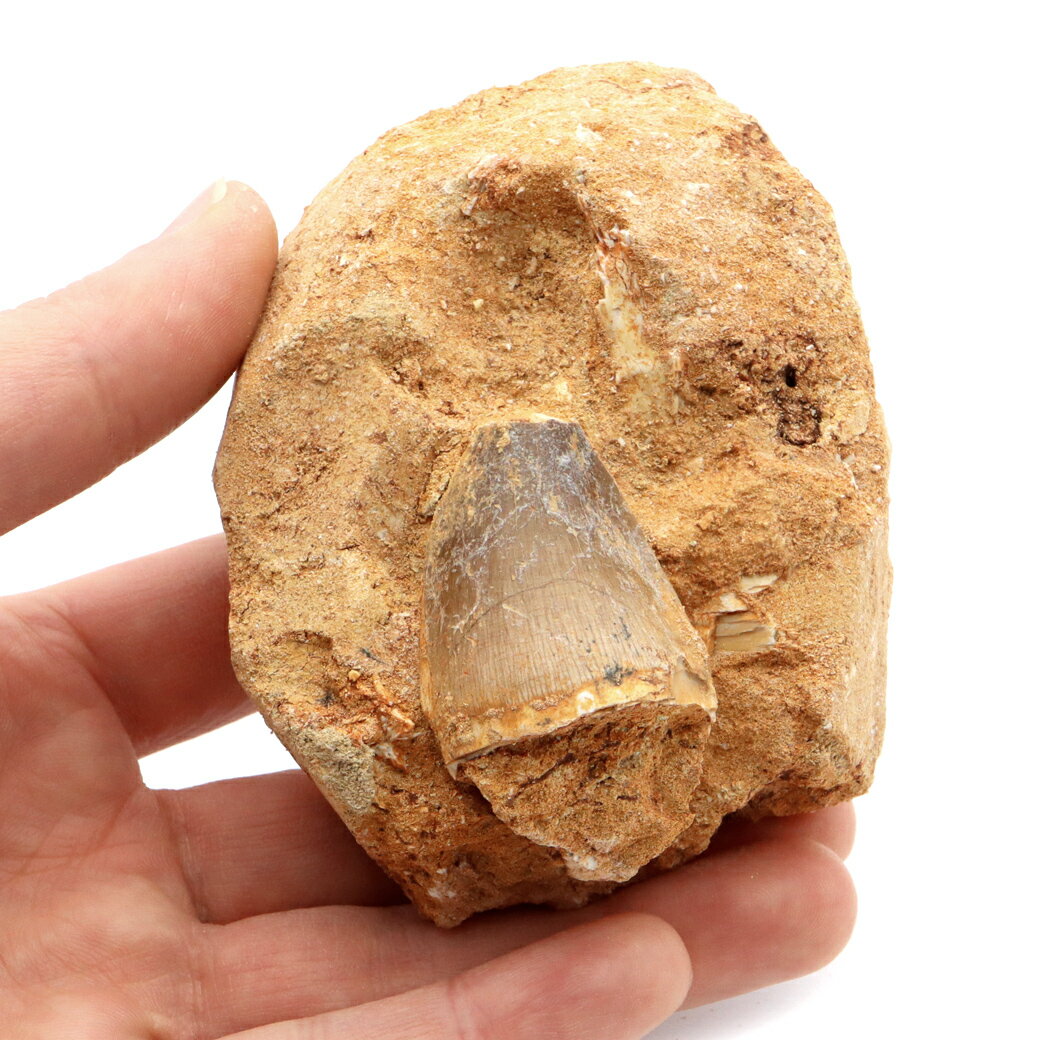 モササウルス 化石 牙 歯 骨 本物 モロッコ産 母岩付き 262g 1点もの 標本...