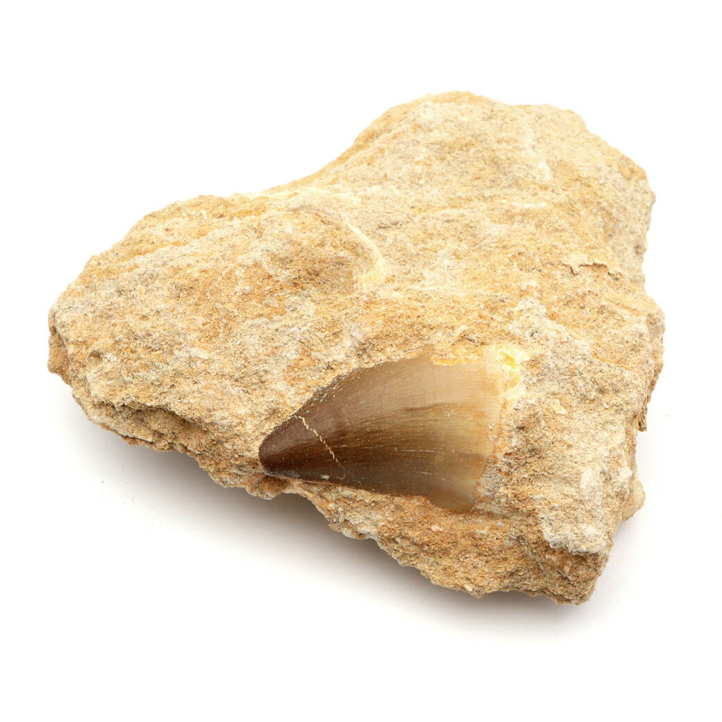 モササウルス 化石 牙 歯 骨 本物 モロッコ産 母岩付き 188g 1点もの 標本...