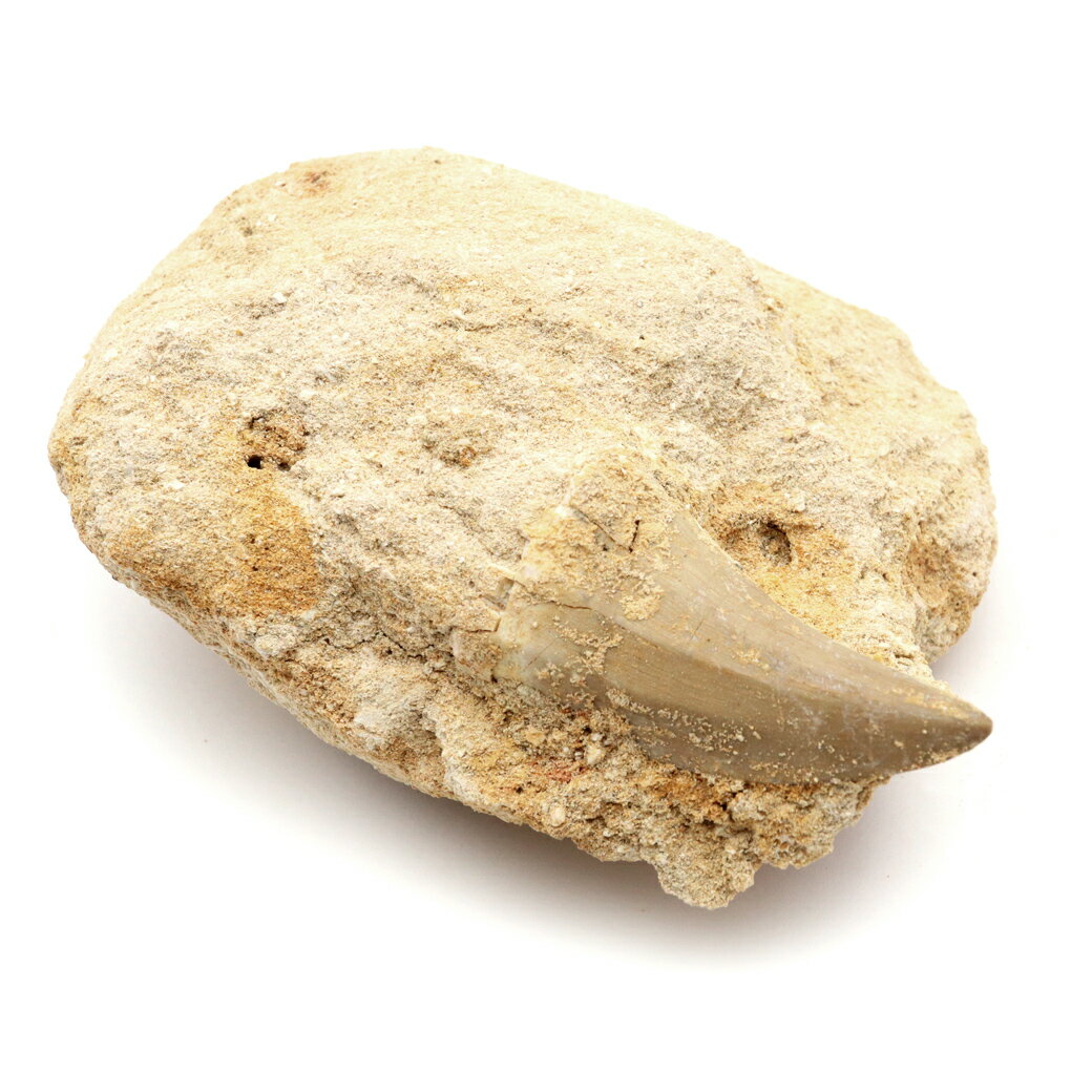 モササウルス 化石 牙 歯 骨 本物 モロッコ産 母岩付き 154g 1点もの 標本...