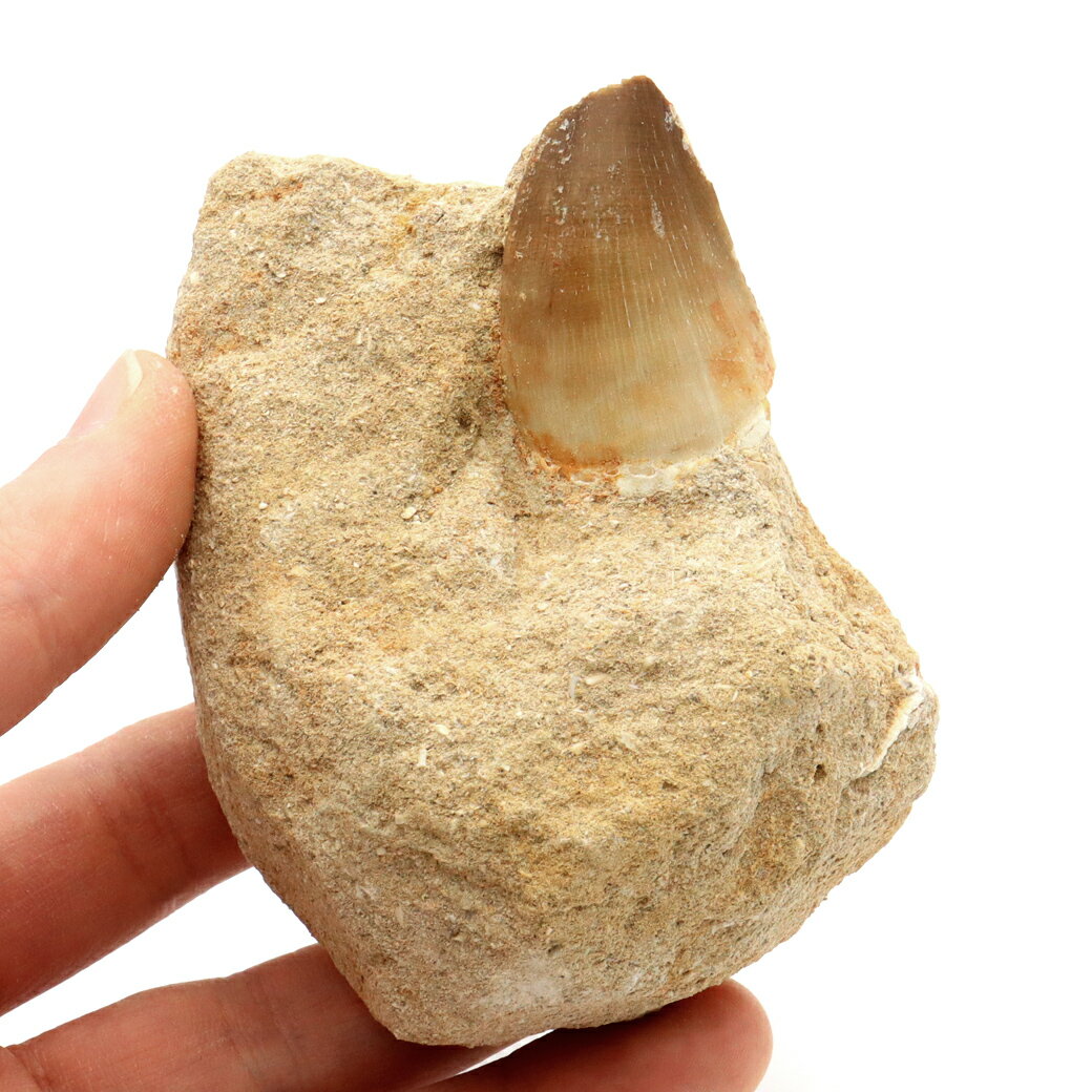 モササウルス 化石 牙 歯 骨 本物 モロッコ産 母岩付き 254g 1点もの 標本...