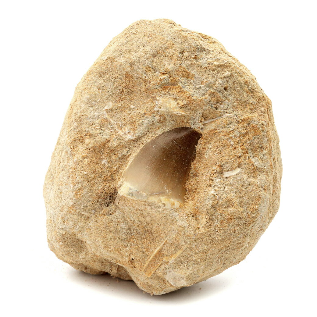 モササウルス 化石 牙 歯 骨 本物 モロッコ産 母岩付き 277g 1点もの 標本...