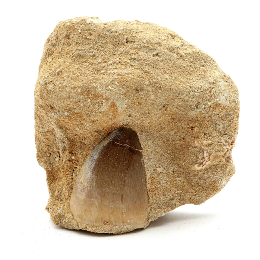 モササウルス 化石 牙 歯 骨 本物 モロッコ産 母岩付き 118g 1点もの 標本...