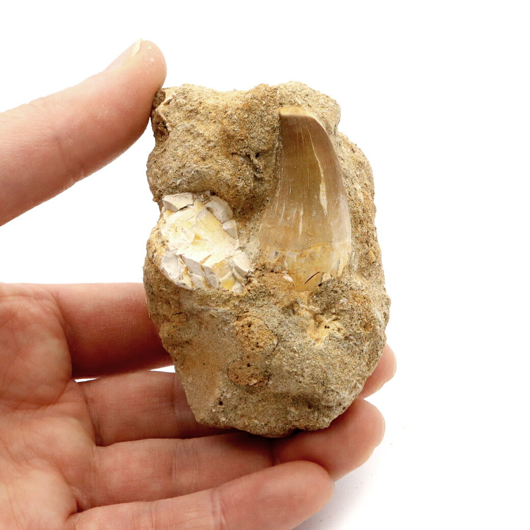 モササウルス 化石 牙 歯 骨 本物 モロッコ産 母岩付き 166g 1点もの 標本...